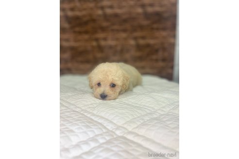 成約済の埼玉県のマルプー:マルチーズ×トイプードル-260560の4枚目